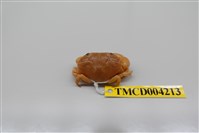 藏品(環紋金沙蟹)的圖片